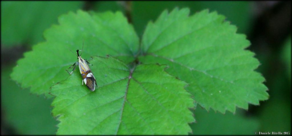 Richiesta ident. per favore!!! Alabonia geoffrella, Oecophoridae